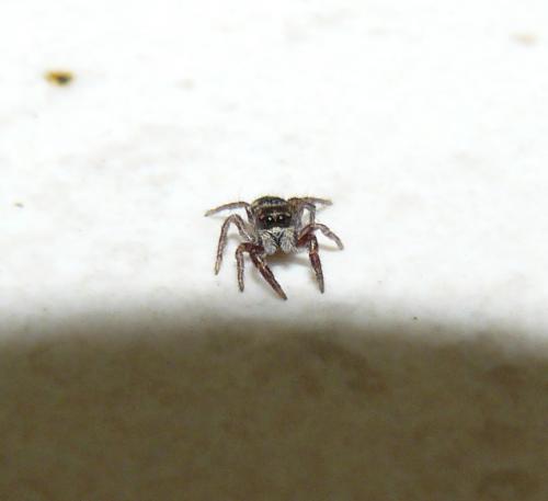 Pellenes nigrociliatus